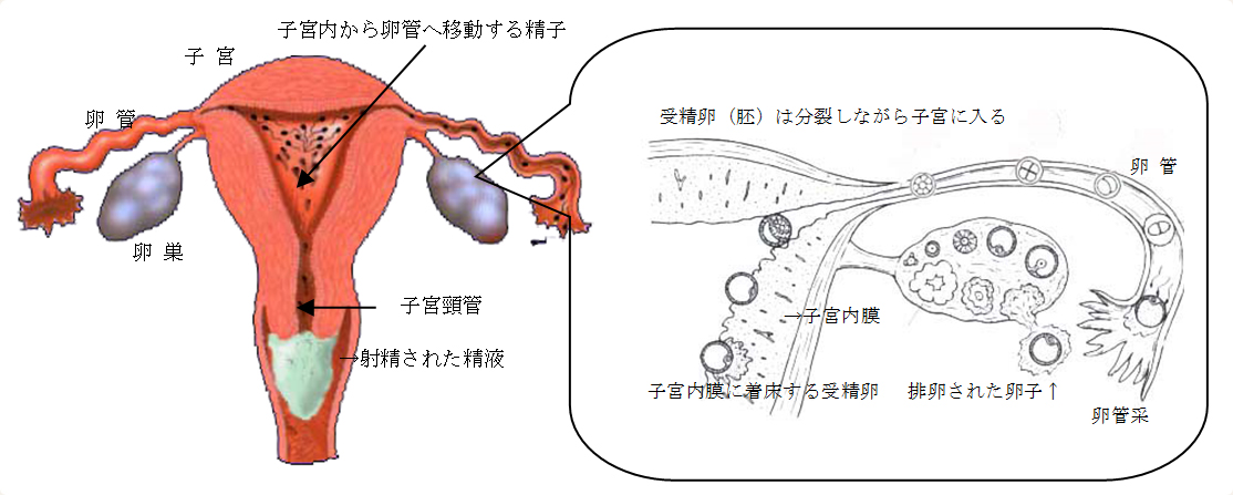 妊娠の成り立ち